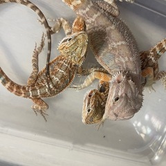 フトアゴヒゲトカゲベビー − 兵庫県