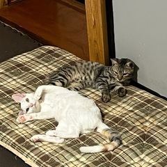 白ベースの三毛猫ちゃん