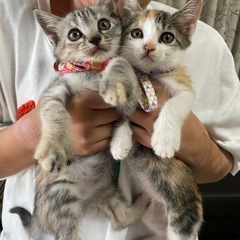 仲良し三毛猫ちゃん