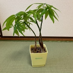 実生パキラ