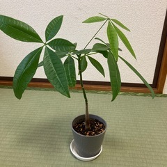 実生パキラ