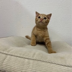 茶トラ　むぎ君　わんぱくボーイ
