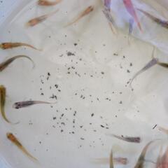 メダカ　雑種　25匹の画像