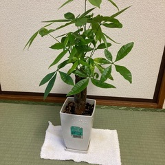 パキラ