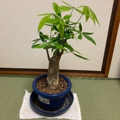パキラ