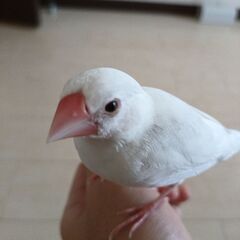 手乗り白文鳥4ヶ月