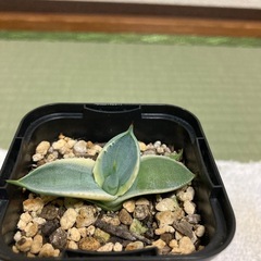 アガベカブトガニ錦