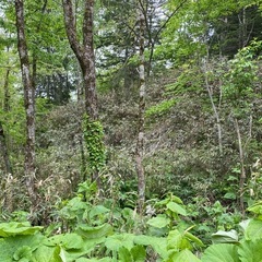 赤平の山林（原野）　約3万坪！ - 芦別市