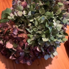 紫陽花　ドライフラワー用