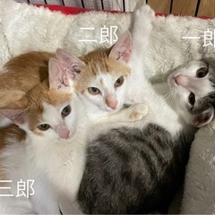 祝＊ずっとのおうちが決まりました♪7ヶ月 茶白の男の子 きょうだい