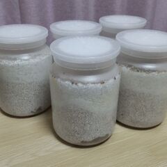 オオクワガタ　幼虫５頭　¥1,000