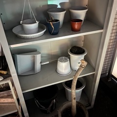 鉢植え