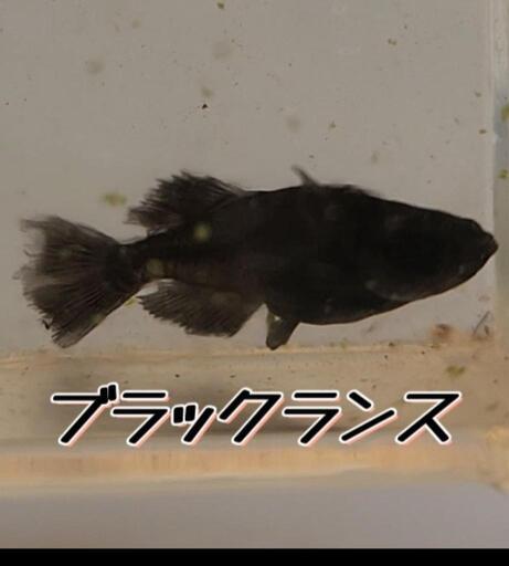 美麗！ブラックランス　1ペア。