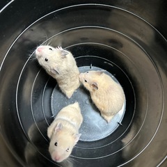 ゴールデンハムスター　オス