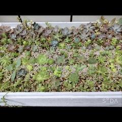 ★条件あり★多肉植物のカット苗など