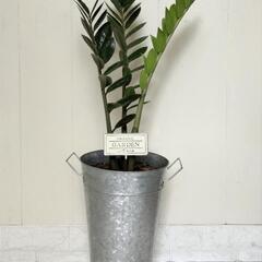 【💖Thankyou💖】80cm🌿ザミオクルカス🌿/植物