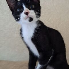 大人の色気を放つ美人子猫(正式譲渡決定)