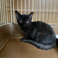 【急募】黒猫メス♀