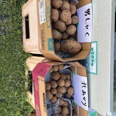 じゃがいも、新じゃが、1kg、無農薬、男爵、きたあかり、北あかりの画像