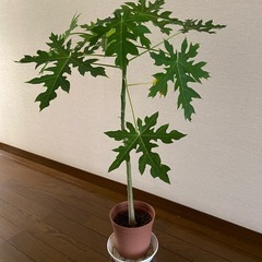 観葉植物　パパイヤ　0.8M
