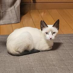 【急募】保護猫 MIX ラグドール風顔のオス　