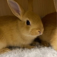 うさぎの赤ちゃん(二羽)