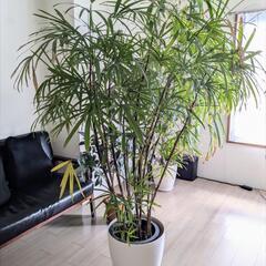 観葉植物 シュロチク