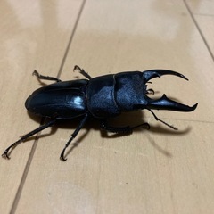 本土ヒラタクワガタ　オス　59mmの画像