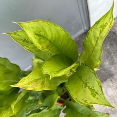 ＊最終値下げアグラオネマ＊の画像