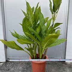 ＊最終値下げアグラオネマ＊の画像