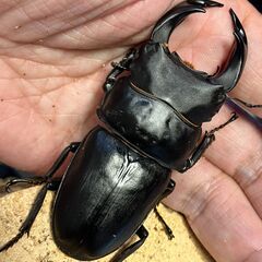 ◎阿古谷産オオクワガタ新成虫ペア＋♀⑦◎♂76、♀47,42（配...