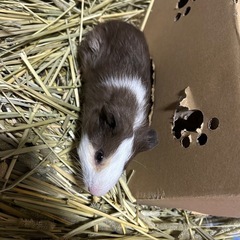 2匹のモルモット