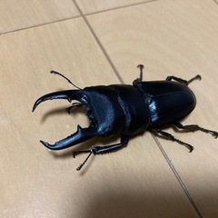 本土ヒラタクワガタ　オス　60mm up