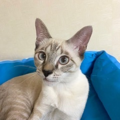 懐こくて優しい性格のシャムクン4カ月🌼
