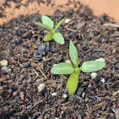 パキポディウム・グラキリスの２苗セット　塊根植物・観葉植物