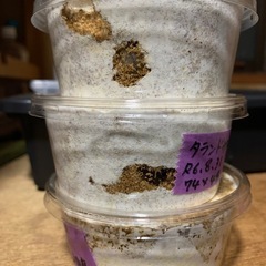 【決まりました】
タランドゥスオオツヤクワガタ幼虫
