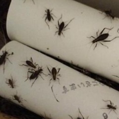 鈴虫（成虫１０匹）