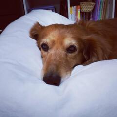 年老いて体調も悪く、寂しさが増してきました。誰かと繋がりたい、心...