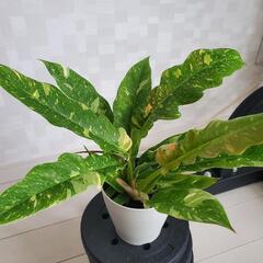 植物仲間を募集！