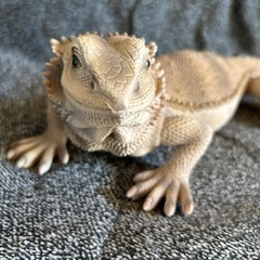 フトアゴヒゲトカゲの置物の画像