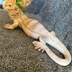 フトアゴヒゲトカゲの置物の画像