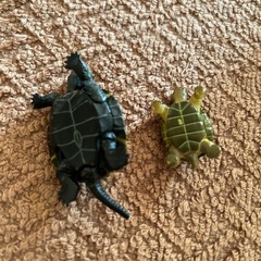 カメ色々セット(西野まで)の画像