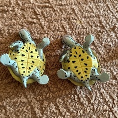 カメ色々セット(西野まで)の画像