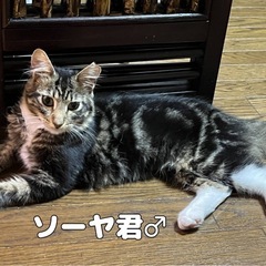 サイベリアンMIX ソーヤくん