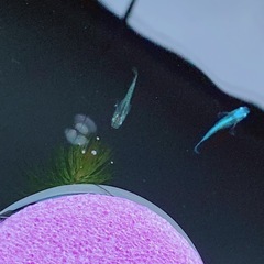 メダカ
緑光変種2ペア