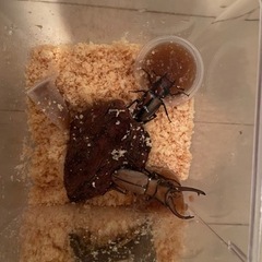 【幼虫5匹】アラガールホソアカクワガタ幼虫