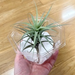 エアープランツ 中 1つ