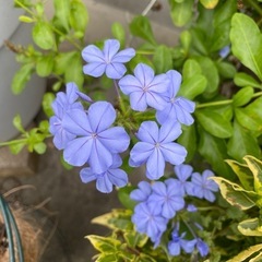 ルリマツリ 苗