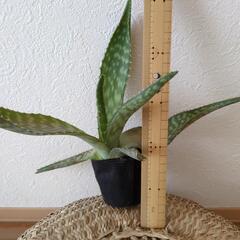 株分け　アロエ②
