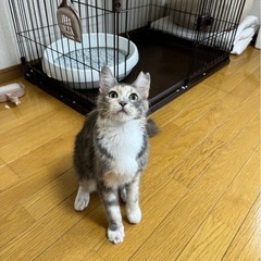 サイベリアンMIXのうーちゃん